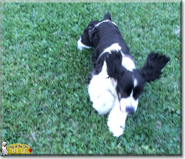 Blu the Spaniel, the Dog of the Day