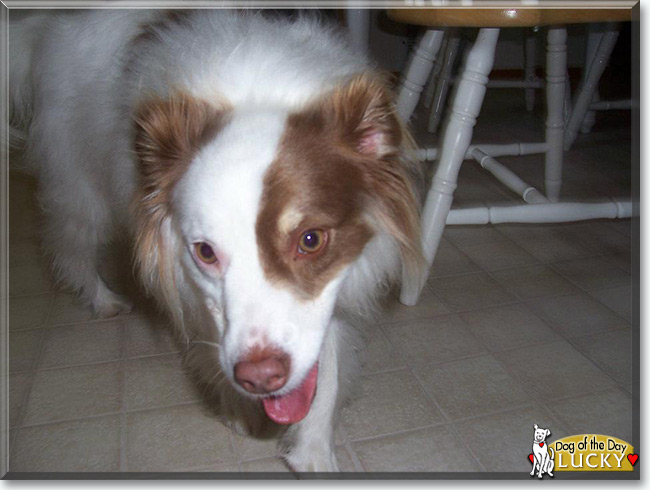 Lucky the Rat Terrier/American Eskimo Dog, the Dog of the Day