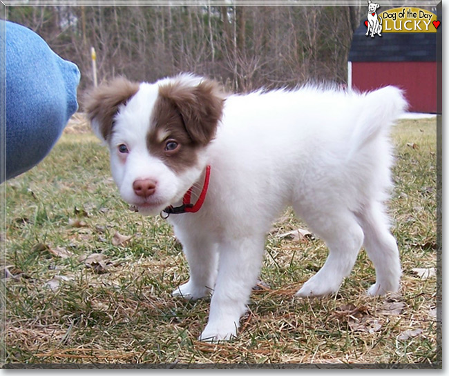 Lucky the Rat Terrier/American Eskimo Dog, the Dog of the Day