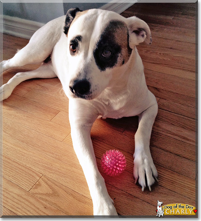 Charly the American Pitbull mix, the Dog of the Day