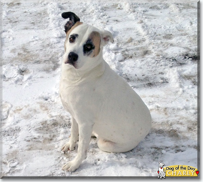  Charly the American Pitbull mix, the Dog of the Day