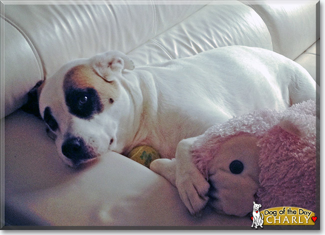  Charly the American Pitbull mix, the Dog of the Day