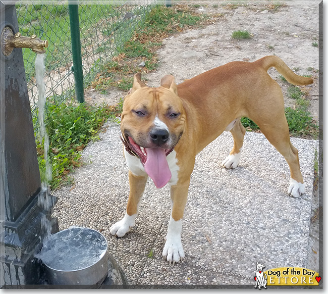 Ettore the American Staffordshire Terrier, the Dog of the Day