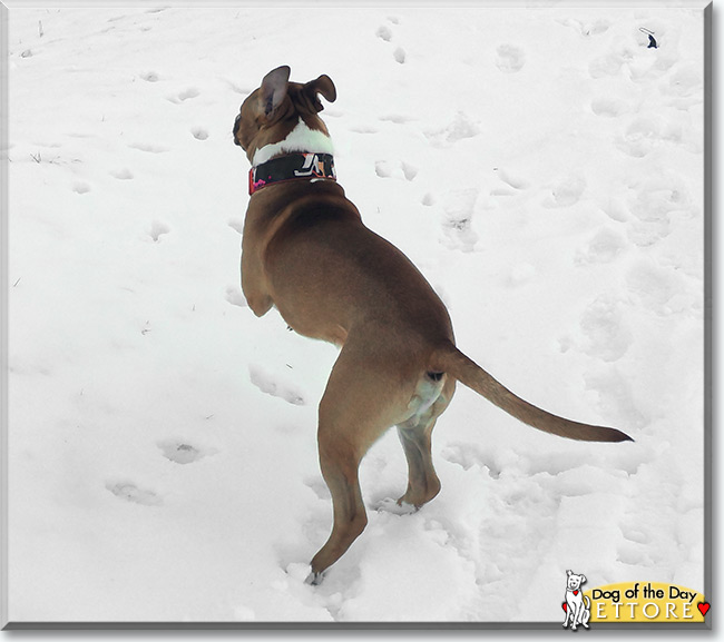 Ettore the American Staffordshire Terrier, the Dog of the Day