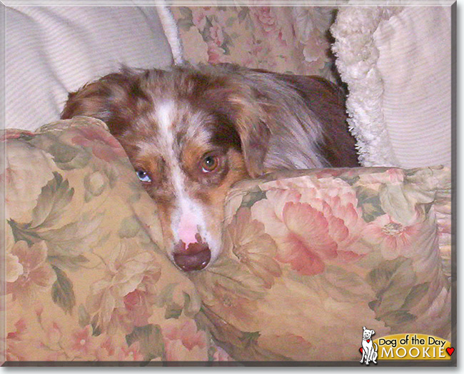 Mookie the Miniature Australian Shepherd, the Dog of the Day