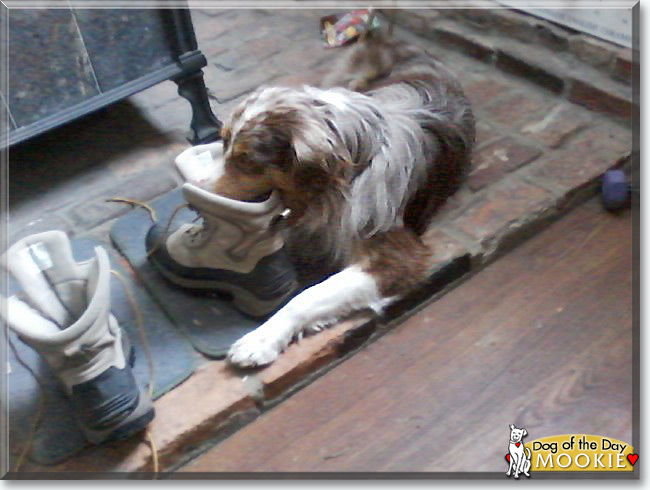 Mookie the Miniature Australian Shepherd, the Dog of the Day