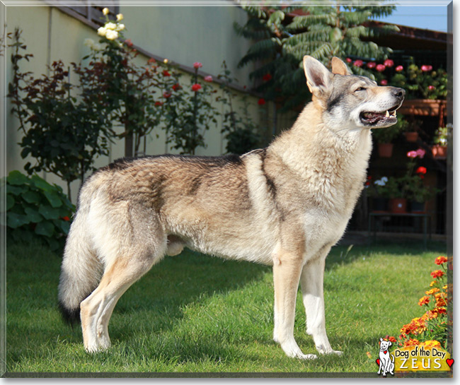 Zeus the Czechoslovakian Wolfdog, the Dog of the Day