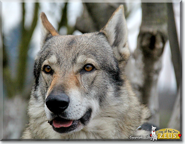 Zeus the Czechoslovakian Wolfdog, the Dog of the Day