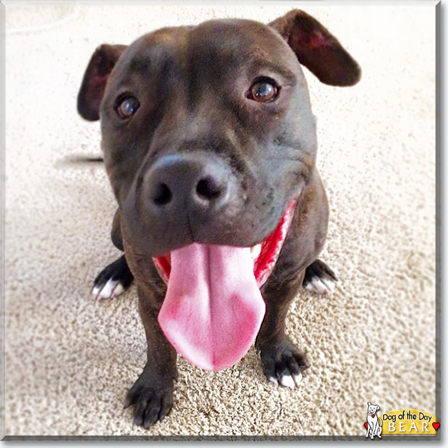 Bear the American Bulldog, the Dog of the Day