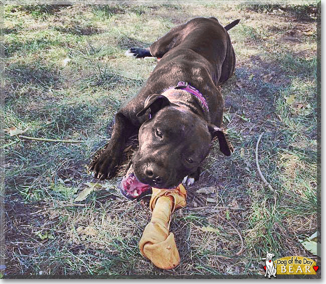 Bear the American Bulldog, the Dog of the Day