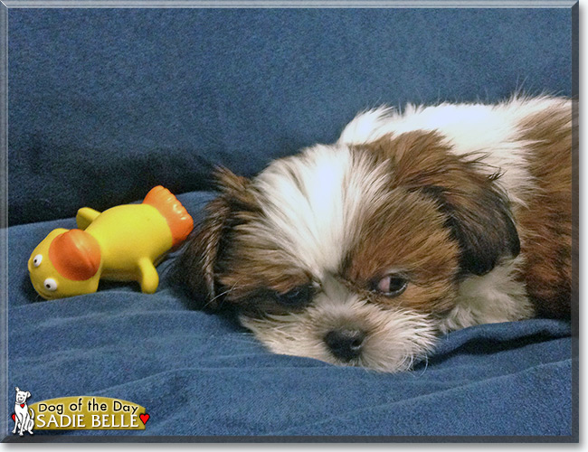 Sadie Belle the Shih Tzu, the Dog of the Day