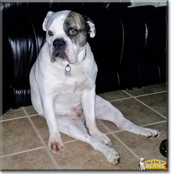 Beans the Old English Bulldog, the Dog of the Day