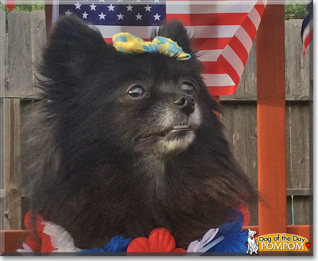 Pompom the Pomeranian, the Dog of the Day