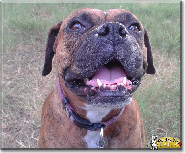 Laila the Boxer, the Dog of the Day