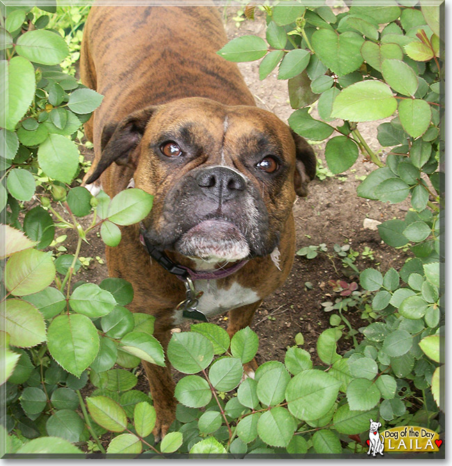 Laila the Boxer, the Dog of the Day