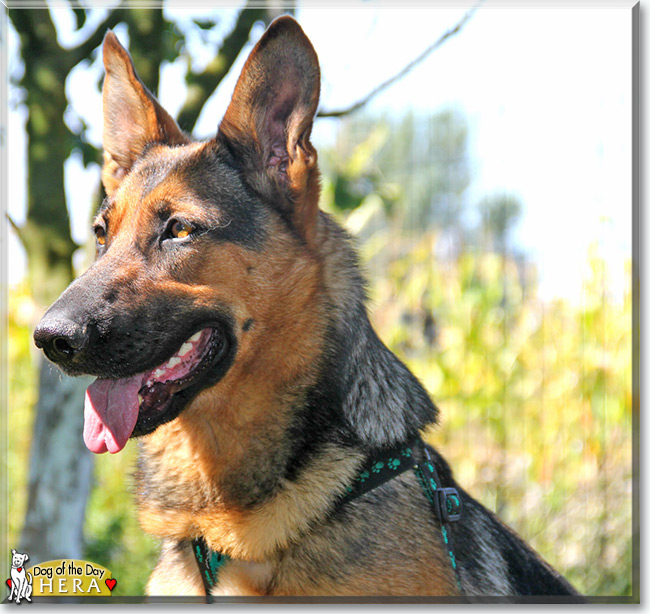 Hera the German Shepherd Dog, the Dog of the Day