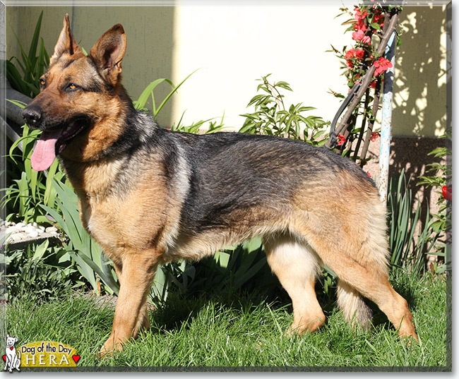 Hera the German Shepherd Dog, the Dog of the Day