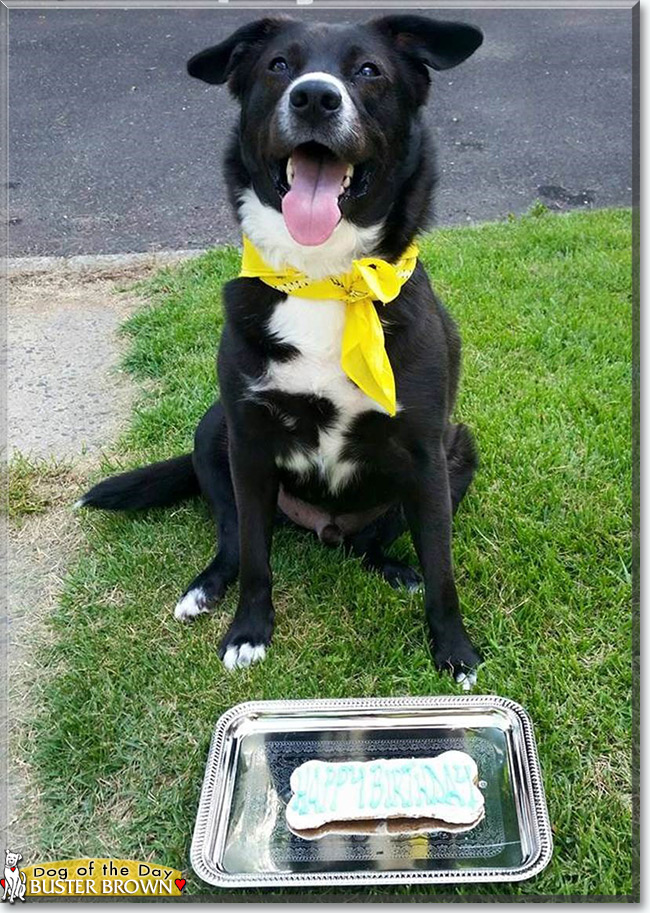 Buster Brown the Dog, the Dog of the Day