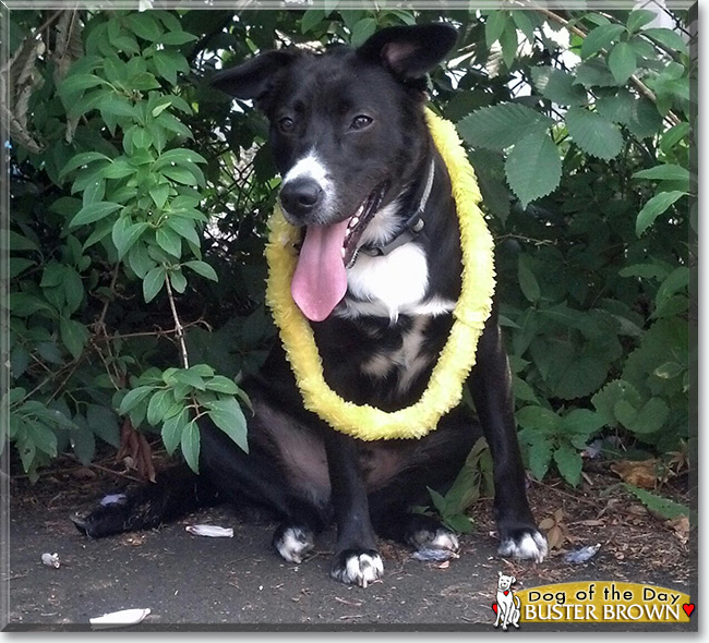 Buster Brown the Dog, the Dog of the Day