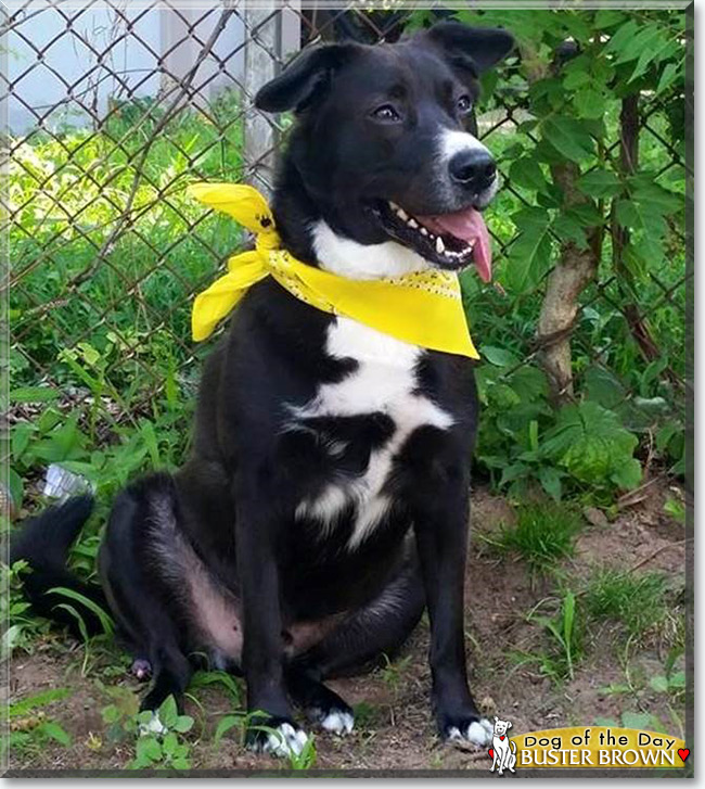 Buster Brown the Dog, the Dog of the Day