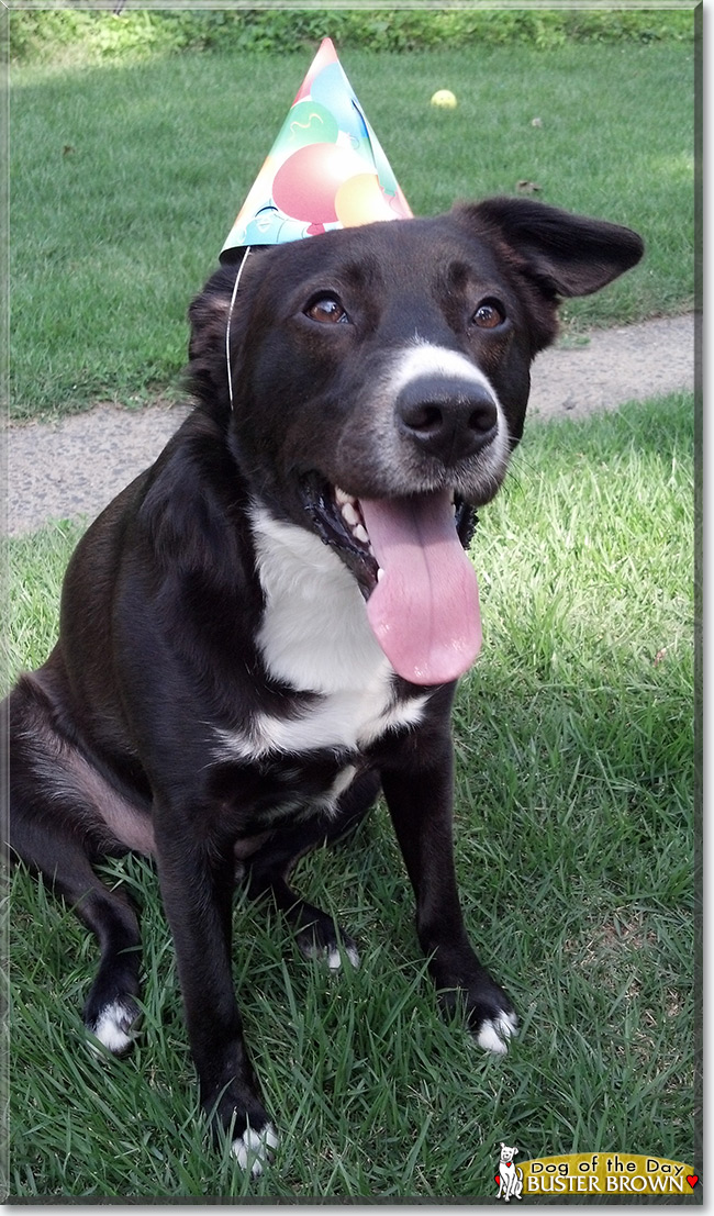 Buster Brown the Dog, the Dog of the Day