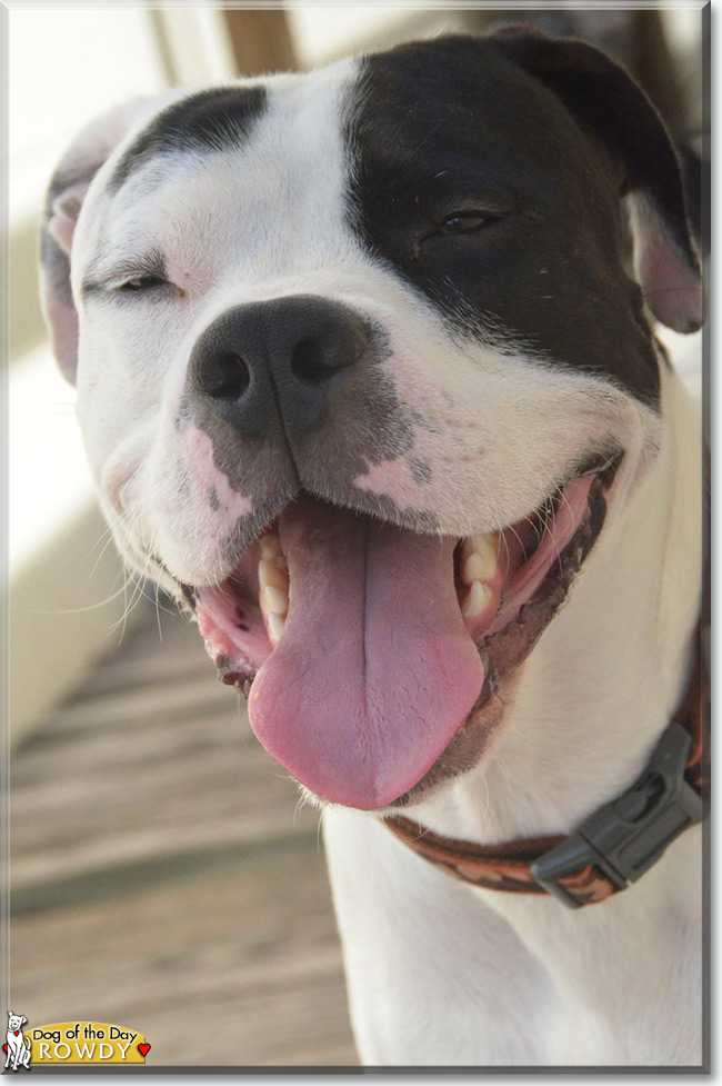 Rowdy the Pitbull Terrier, the Dog of the Day