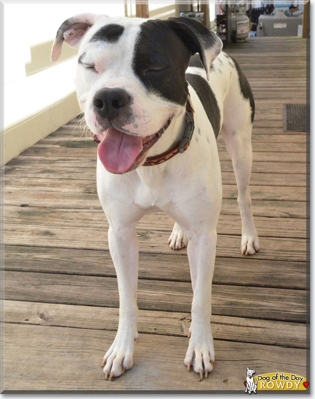 Rowdy the Pitbull Terrier, the Dog of the Day