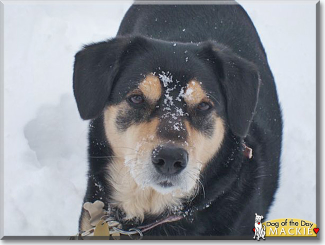 Mackie the Dog is the Dog of the Day