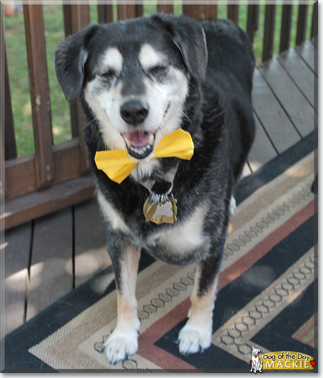 Mackie the Dog, the Dog of the Day