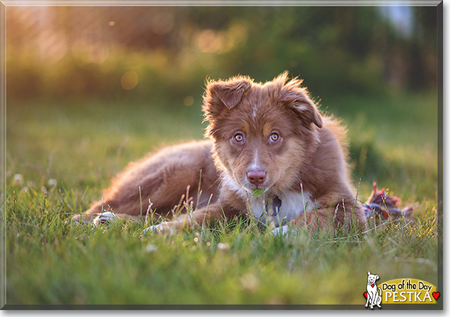 Pestka the Australian Shepherd is the Dog of the Day