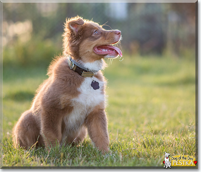 Pestka the Australian Shepherd, the Dog of the Day