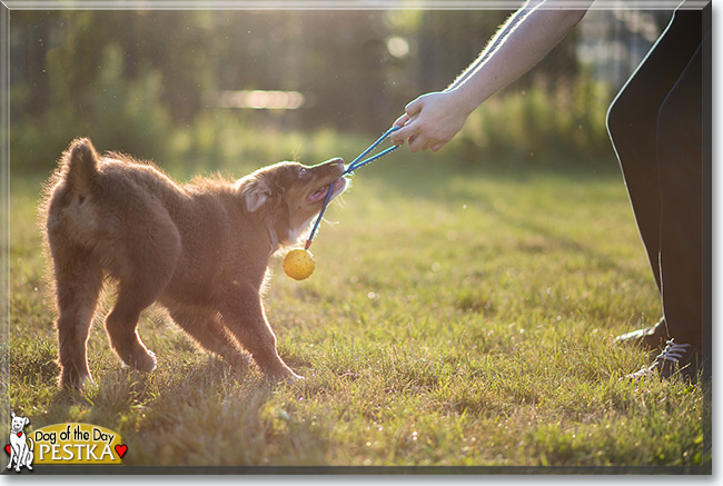 Pestka the Australian Shepherd, the Dog of the Day