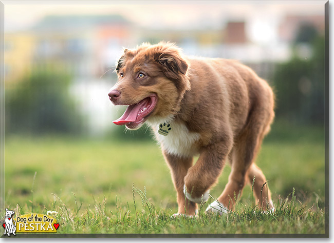 Pestka the Australian Shepherd, the Dog of the Day