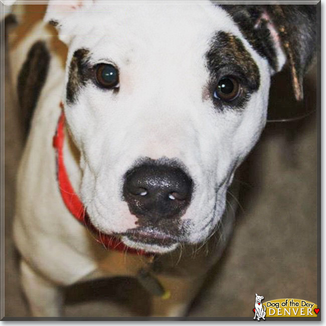 Denver the White Bull Terrier mix is the Dog of the Day