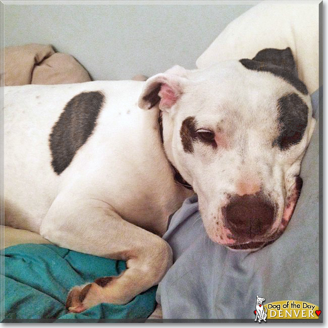 Denver the White Bull Terrier mix, the Dog of the Day