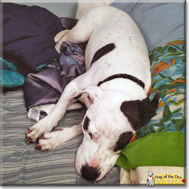 Denver the White Bull Terrier mix, the Dog of the Day