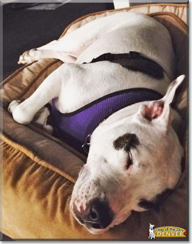 Denver the White Bull Terrier mix, the Dog of the Day