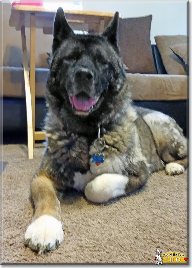 Lilo the Akita is the Dog of the Day