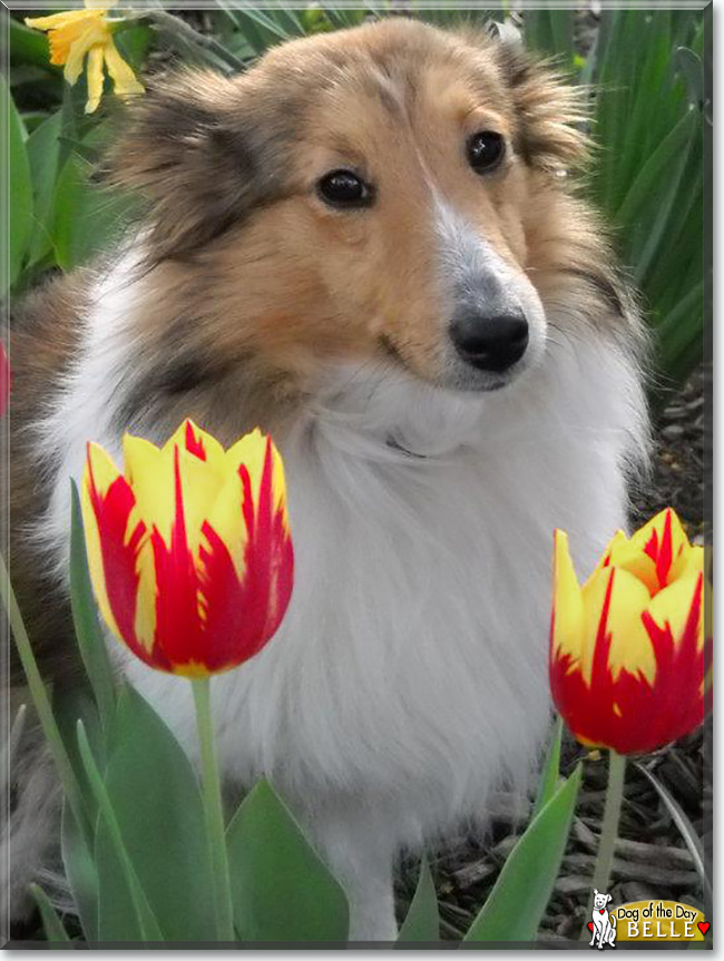 Belle the Shetland Sheepdog, the Dog of the Day