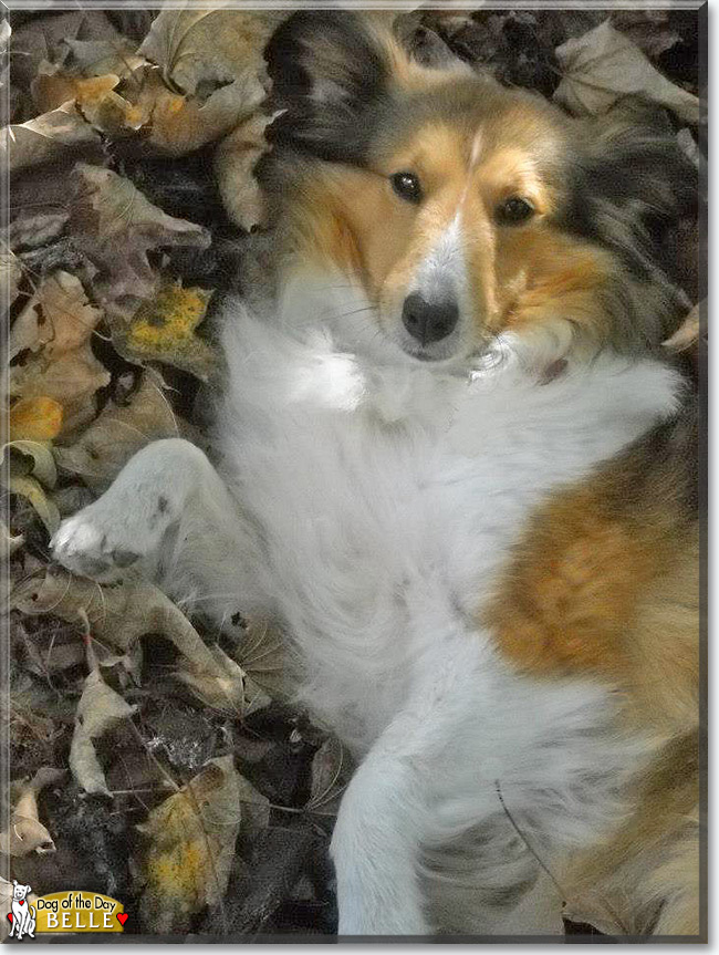 Belle the Shetland Sheepdog, the Dog of the Day