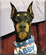 Abby the Doberman Pinscher 