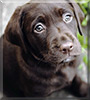 Aphrodite the Labrador Retriever 