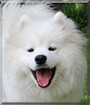 Eevee the Samoyed