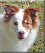 Lucky the Rat Terrier/American Eskimo Dog