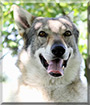 Zeus the Czechoslovakian Wolfdog