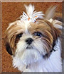 Sadie Belle the Shih Tzu