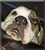 Beans the Old English Bulldog