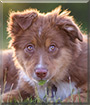 Pestka the Australian Shepherd