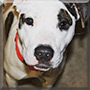 Denver the White Bull Terrier mix