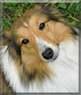 Belle the Shetland Sheepdog